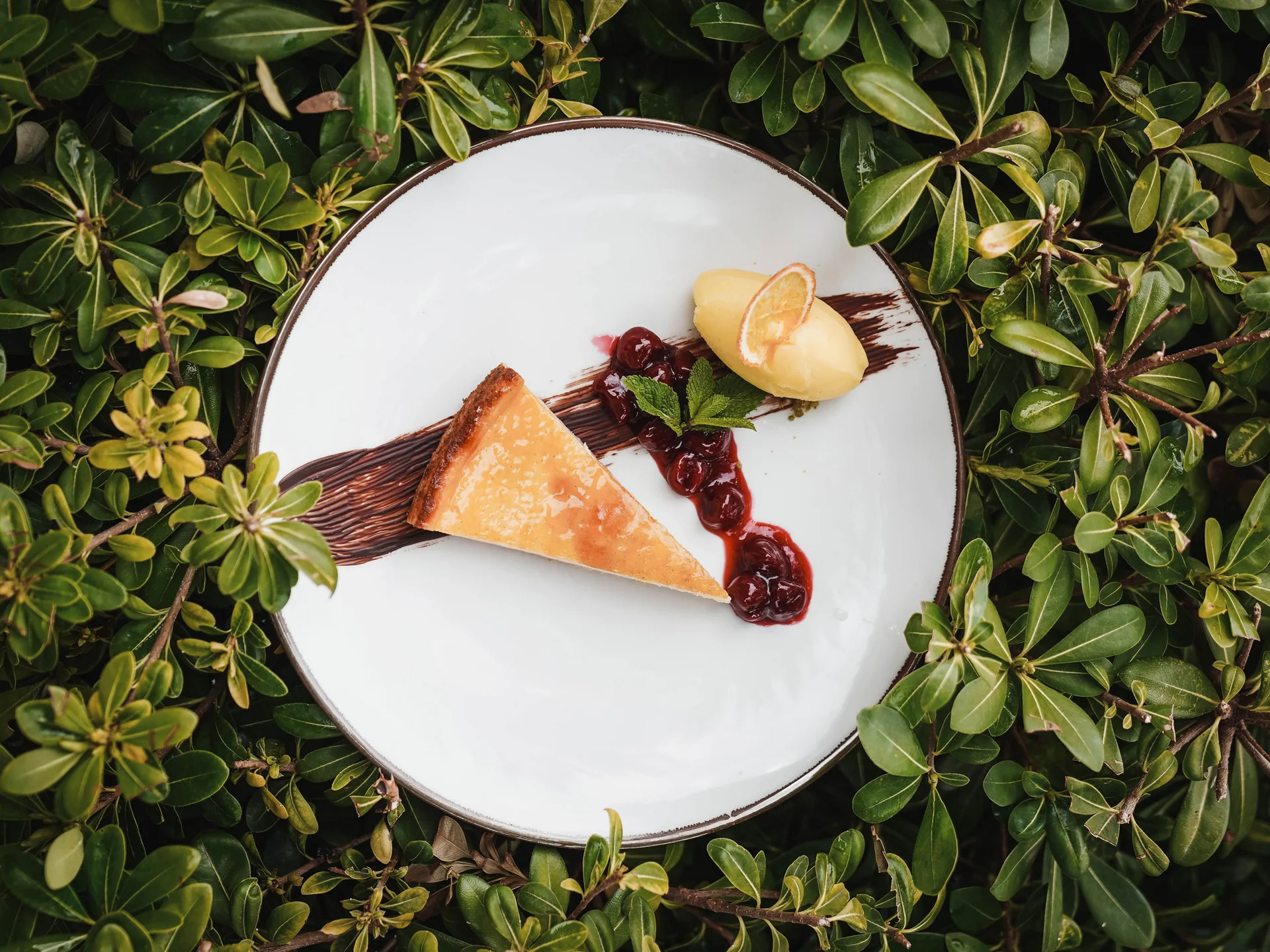 Käsekuchen mit Kirschen, Eis und Minze auf einem weißen Teller in grünen Blättern