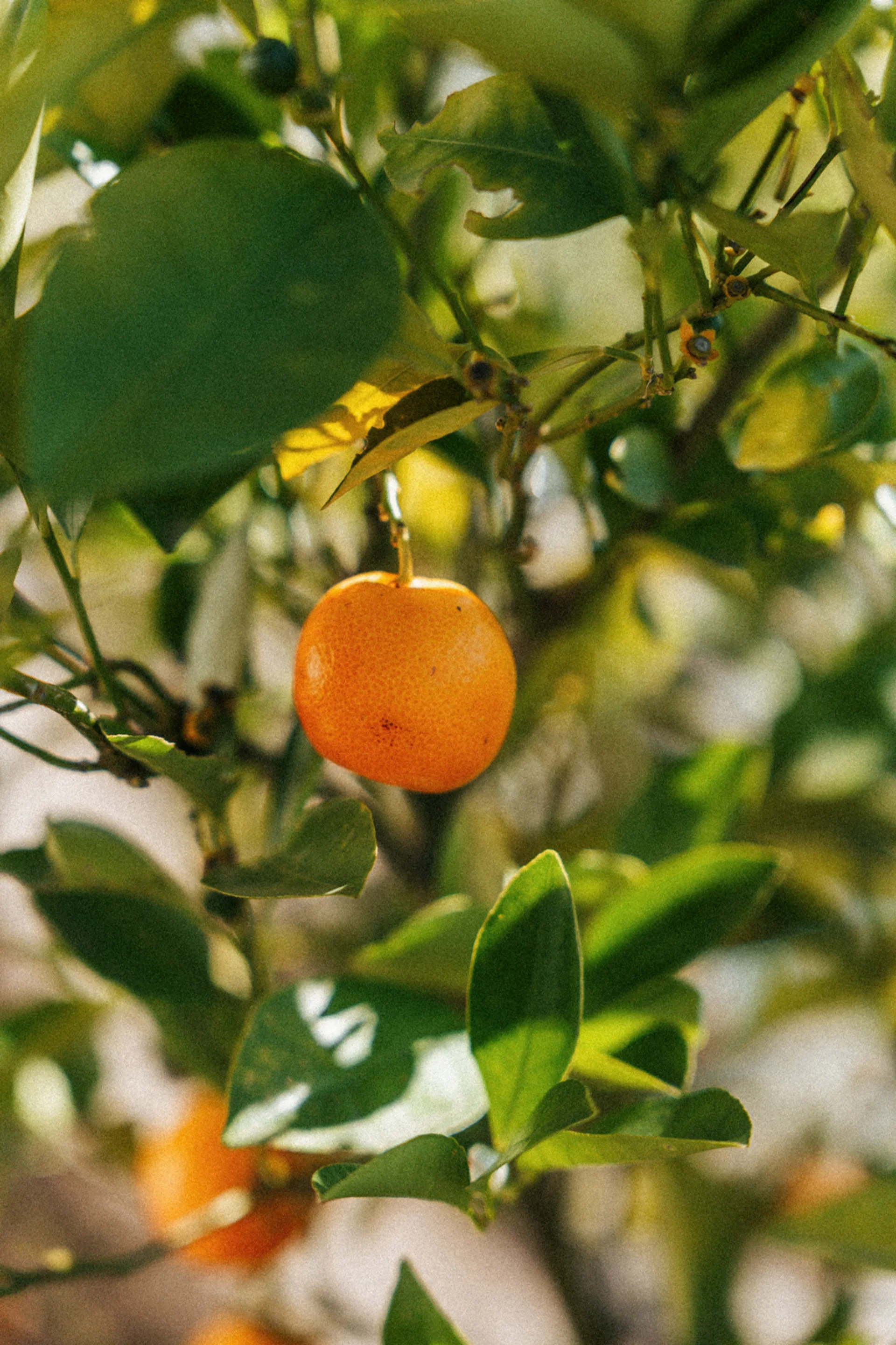 #echtzeit statt Erlebnisdruck: eure Unterkunft in Schenna