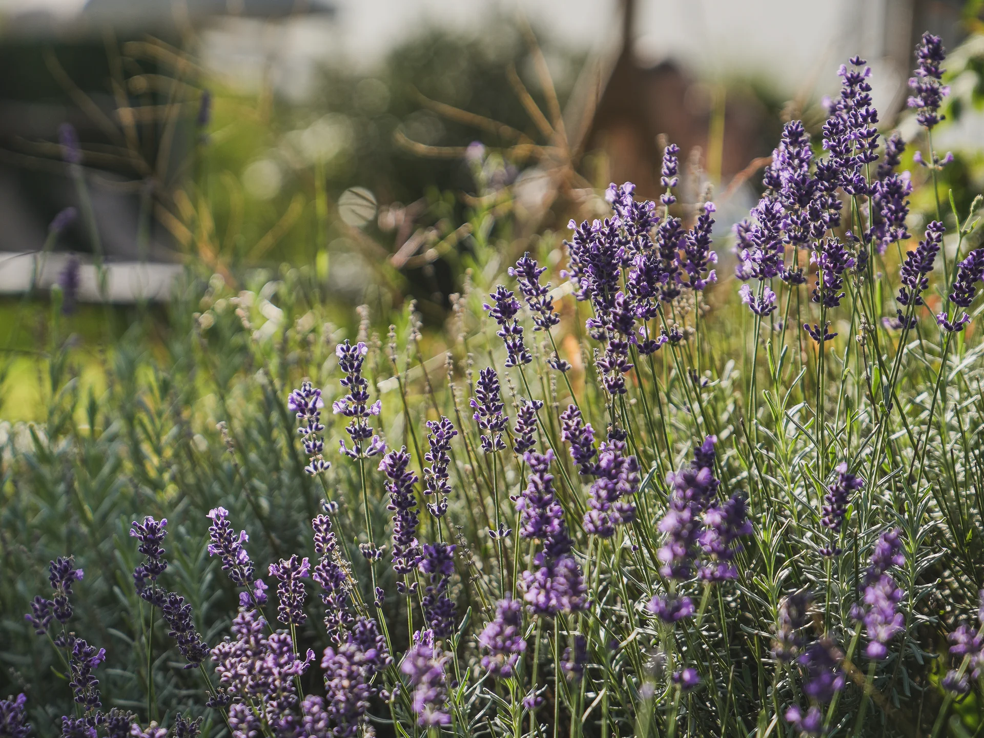 Fiori di lavanda in un giardino con ombrellone sullo sfondo