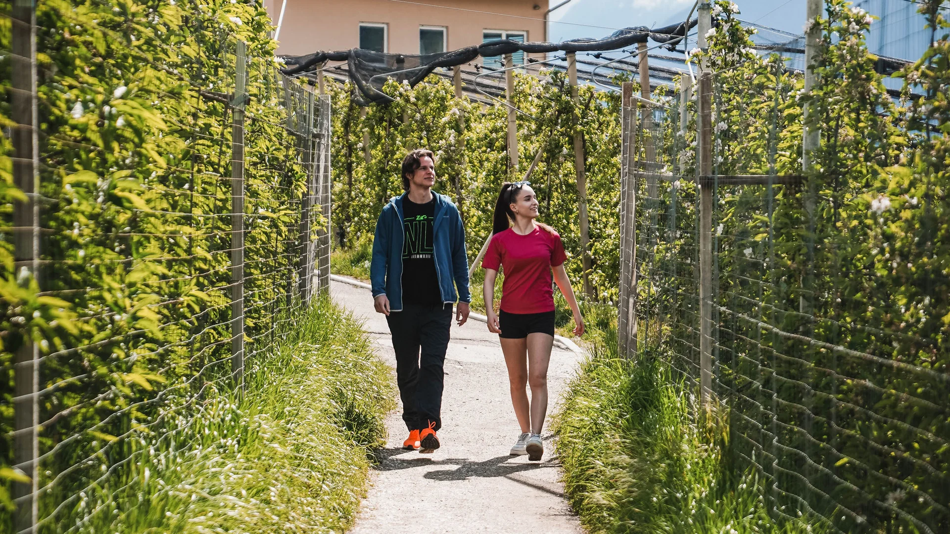 Impressionen in #echtzeit Zwei Menschen spazieren auf Weg zwischen Obstplantagen mit Netzen